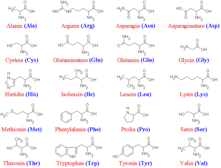 Amino acid