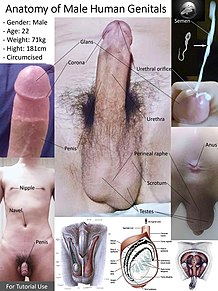 Órgano sexual masculino  