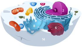 Wykres typowej komórki zwierzęcej 1.Nucleolus 2.Nucleus 3.Ribosomy 4.Vesicle 5. szorstka siatkówka endoplazmatyczna 6.Golgi aparat 7.Cytoskeleton 8. gładka siatkówka endoplazmatyczna 9.Mitochondrion 10.Vacuole 11.Cytosol 12.Lizosom 13.Centriole 14.Błona komórkowa