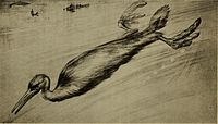 Obnova plavání Hesperornise od J.M. Gleesona, 1902