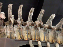Vertebrele caudale ale specimenului FMNH P25112, care arată fosele pneumatice (găuri)