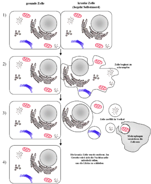 Schematic sequence of apoptosis