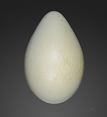 Ouă  