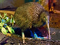 A northern striped kiwi