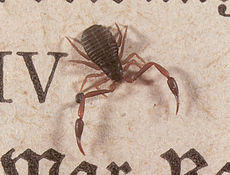 Knižní štír (Chelifer cancroides) na vrcholu otevřené knihy