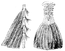 Anatomical representation with comparison of the "frond tail­" of Archaeopteryx with the "fan tail­" of ­a modern bird