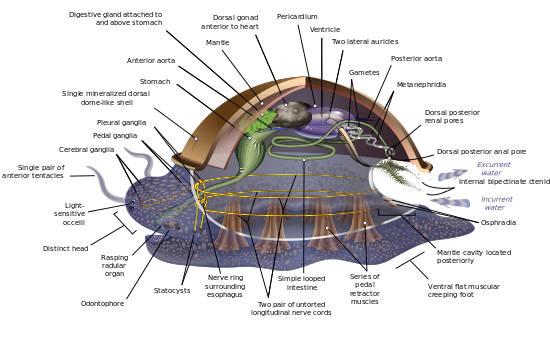 Anatomisk diagram af en hypotetisk forfødt bløddyr