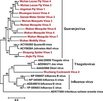 Orthomyxoviridae