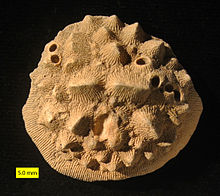 来自以色列南部的Cenomanian(上白垩世)的Aspidiscus cristatus;口述的观点。