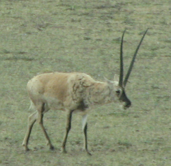 Tibetas antilope jeb Chiru