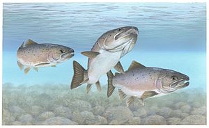Salmone atlantico
