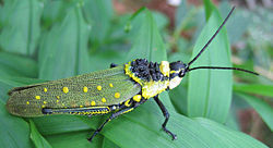Aularches miliaris , met wat schuim