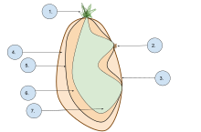 1. Lăstar 2. Mugurele latent 3. Peridermă 4. Cortexul 5. Inel vascular 6. Perimedula 7. Măduva exterioară  