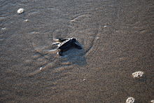 A baby leatherback turtle makes its way to the open ocean
