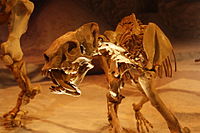 Barbourofelis