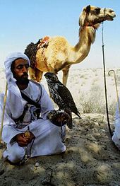 Beduín ve Spojených arabských emirátech