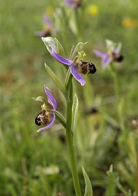 La orquídea abeja imita a las abejas en apariencia y olor: esto sugiere una estrecha coevolución de una especie de flor y una especie de insecto.