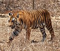 Panthera tigris Tiger (national animal)