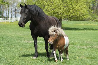 Los animales se crían con distintos fines. Dos tipos de caballos, que han sido criados para un propósito específico.  