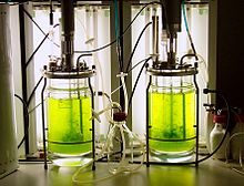 Moss Bioreactor