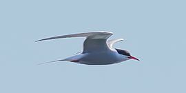 La sterna comune in volo