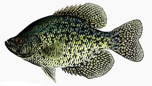 Ikan Kakap Hitam (Pomoxis nigromaculatus)