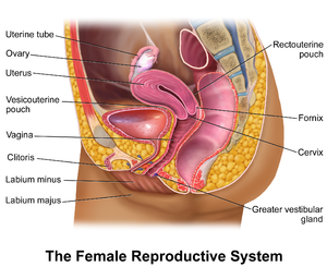 Sistema reproductor femenino  