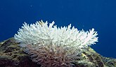 Bleached colony of Acropora coral