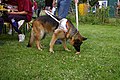 A German Shepherd used as an assistance dog for blind people