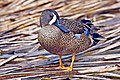 Blue-winged teal ducks used to be shot for sport.