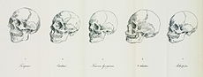 Las cinco carreras de Blumenbach  