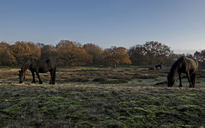 Witnesses of the Hude: Horses graze for biotope maintenance on the former hat pasture of Borken in Emsland