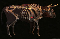 Kerangka Aurochs di Denmark.