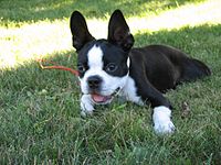 Ein Boston-Terrier-Welpe.