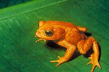 Costa Rican Monteverden kultarupikonna nähtiin viimeksi vuonna 1989.  