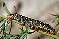 Caterpillar of the Spurge Hawk-moth, with vivid warning colours