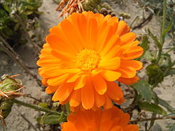 Caléndula  