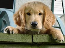 Golden Retriever rentouttava  