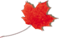 Maple leaf