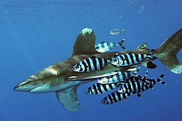 Peștii-pilot se adună în jurul mai multor tipuri de rechini, dar preferă rechinul oceanic cu vârful alb.  