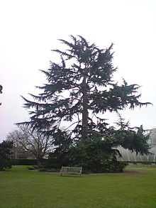Kew Gardens, Birleşik Krallık'ta bir Lübnan Sediri