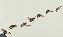 Havada hareket eden bir böcek