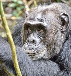 Simpanse jantan yang lebih tua, Uganda