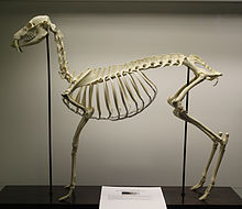 Skeleton of the water deer (Hydropotes inermis)