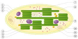 Ultrastruktura kloroplasta: 1. zunanja membrana2. medmembranski prostor3. notranja membrana (1+2+3: ovojnica) 4. stroma (tekočina) 5. tilakoidni lumen (notranjost tilakoida) 6. tilakoidna membrana7 . grana (skladovnica tilakoidov) 8. tilakoid (lamela) 9. škrob10. ribosom11. plastidna DNA12. plastoglobula (kapljica lipidov)
