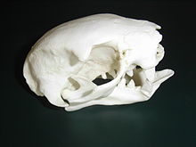 Skull of the Hoffmann's two-fingered sloth (Choloepus hoffmanni)