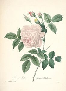 "Choix des plus belles fleurs" iš Redoute