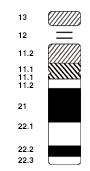 Idiogram of chromosome 21