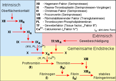 Extrinsic and intrinsic coagulation system with the common end pathway in a different representation