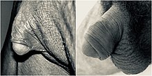 Los genitales femeninos (izquierda) y masculinos (derecha) se desarrollan a partir del mismo haz de tejidos. El clítoris es homólogo al pene y los labios mayores son homólogos al escroto.  